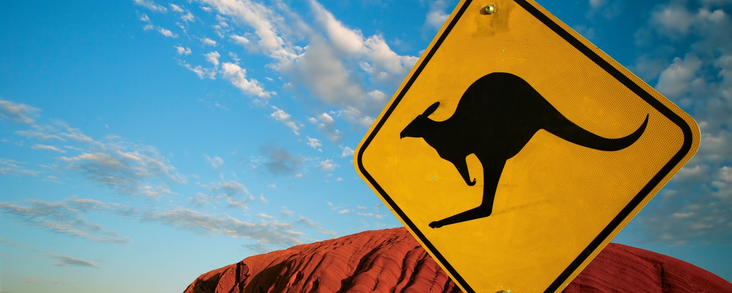 Осторожно, кенгуру! обои