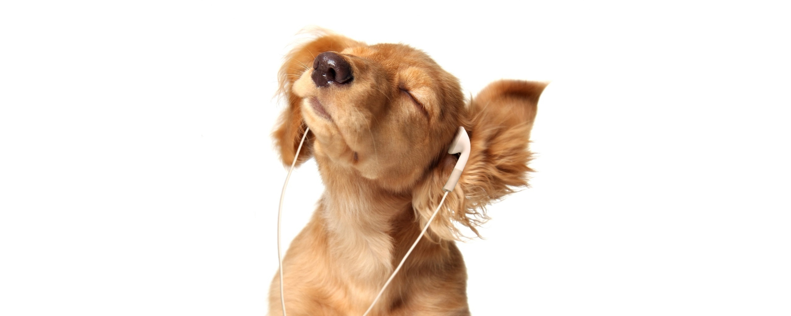 Щенок в наушниках обои