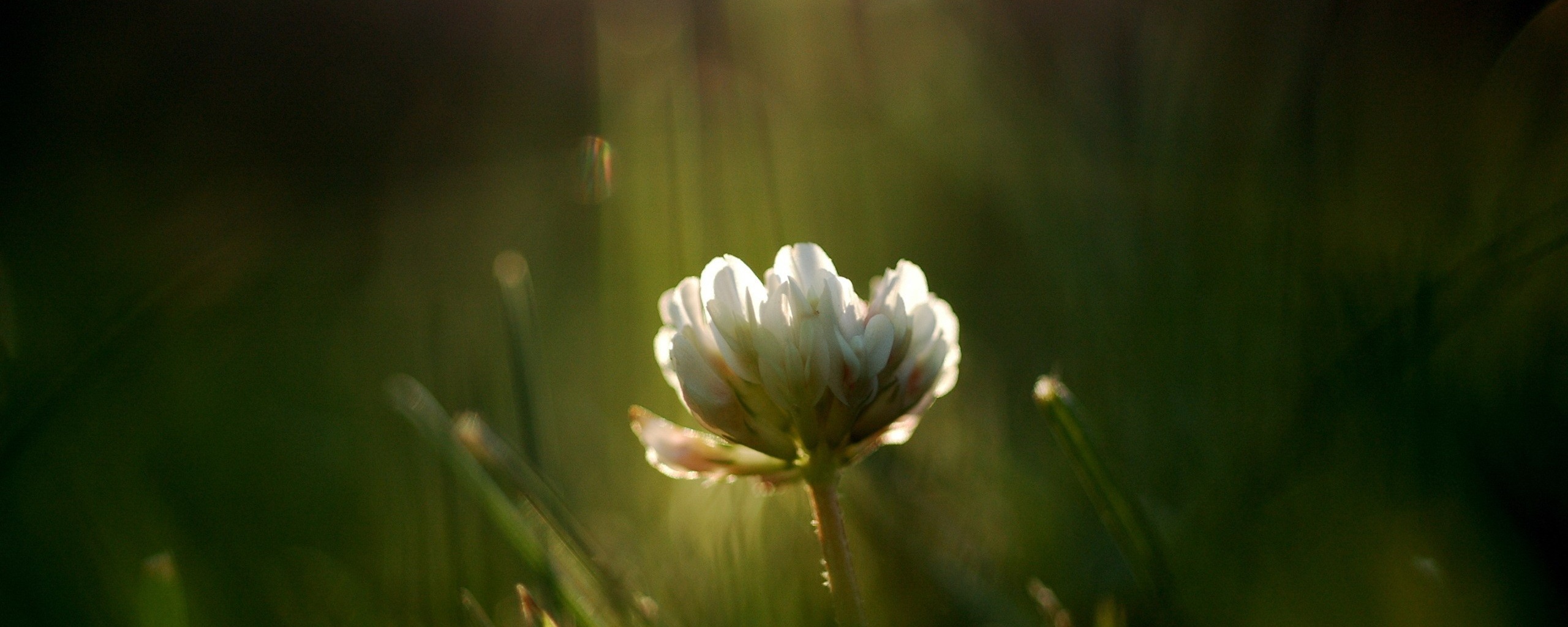 Белый клевер обои