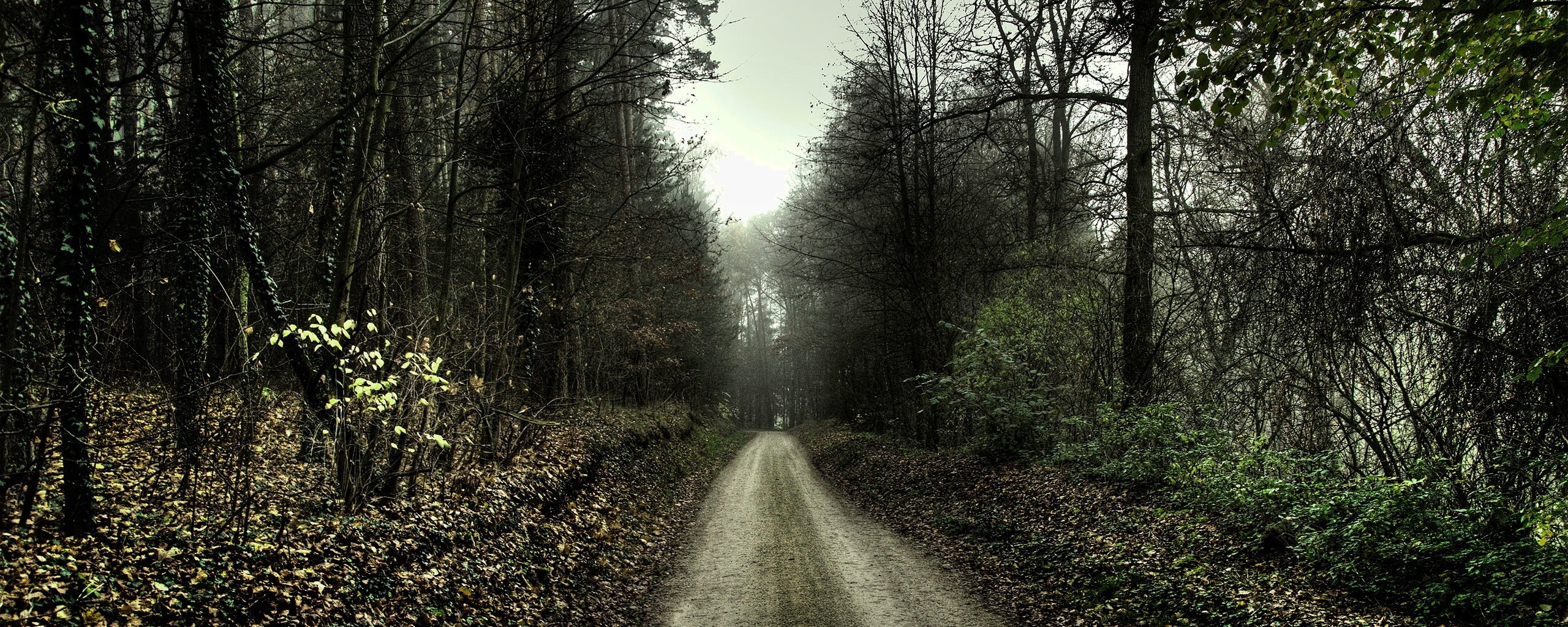 Дорога через лес обои