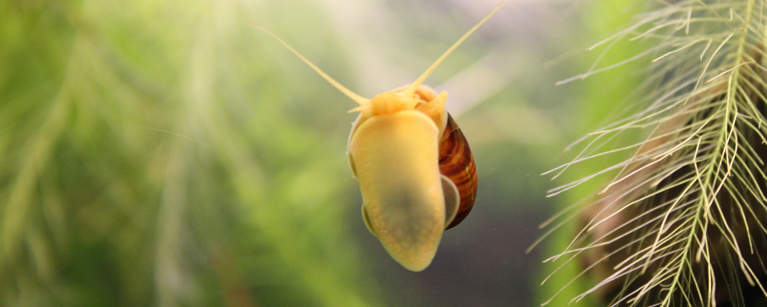 Летящее насекомое обои