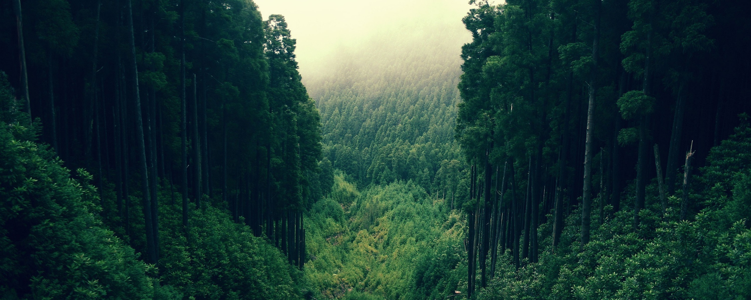 Густой лес обои