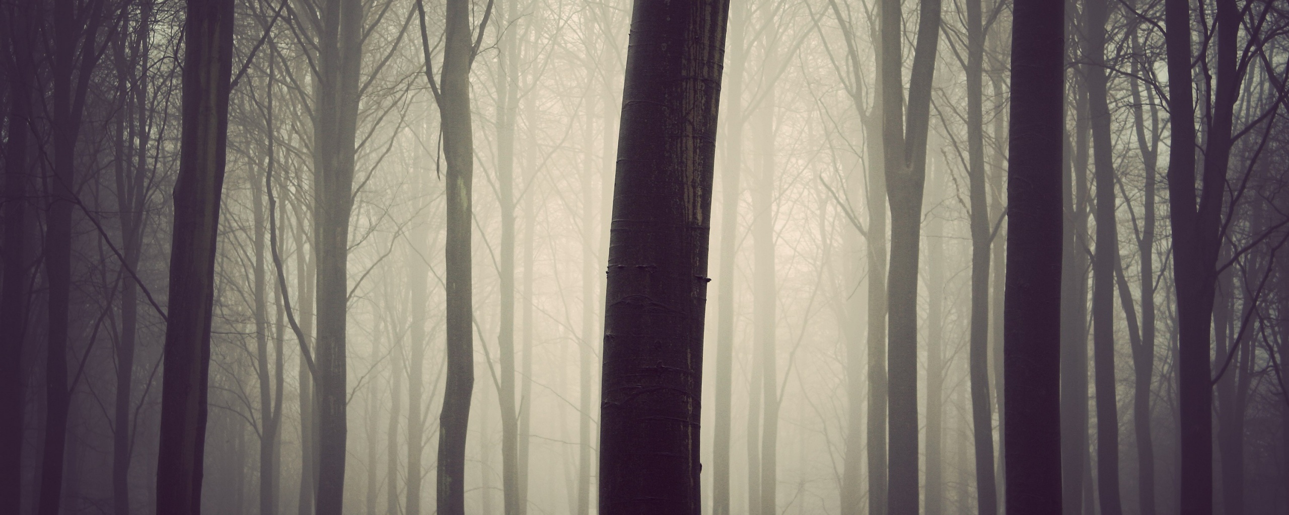 Туман в лесу обои