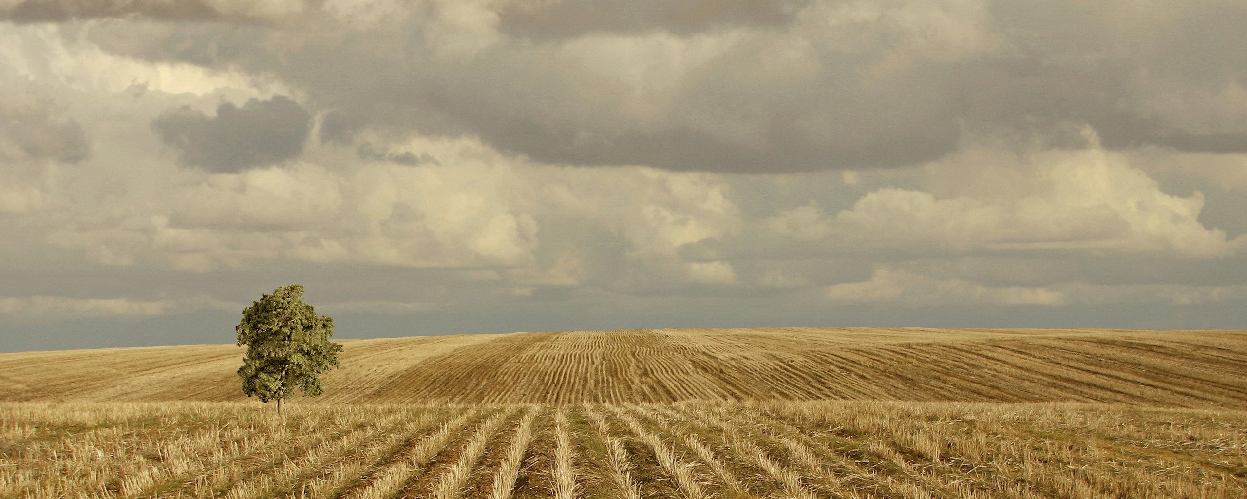 Дерево в поле обои