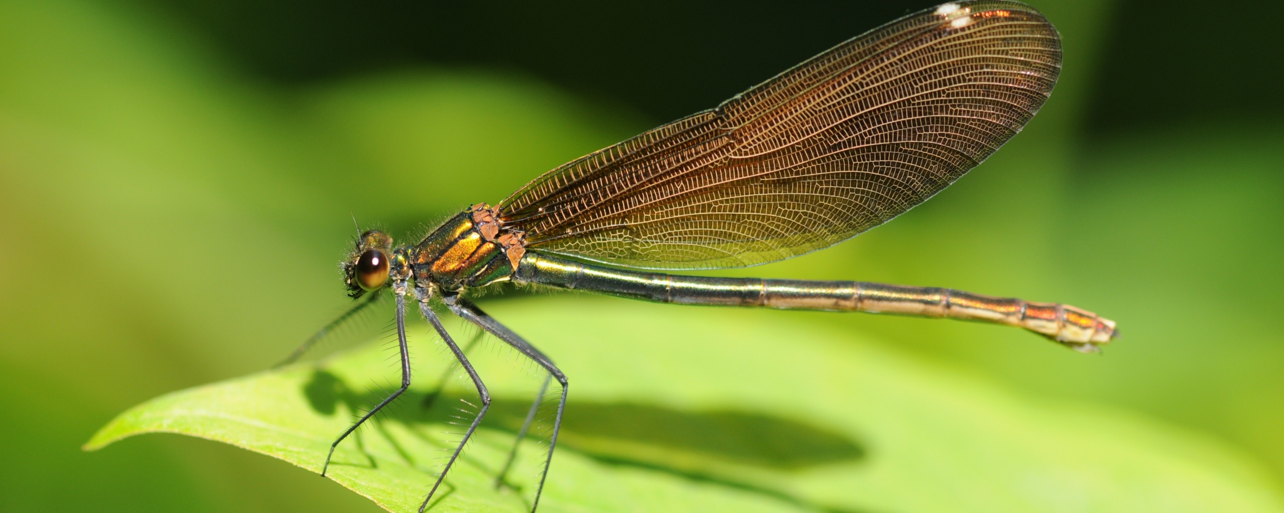 Стрекоза на листе обои
