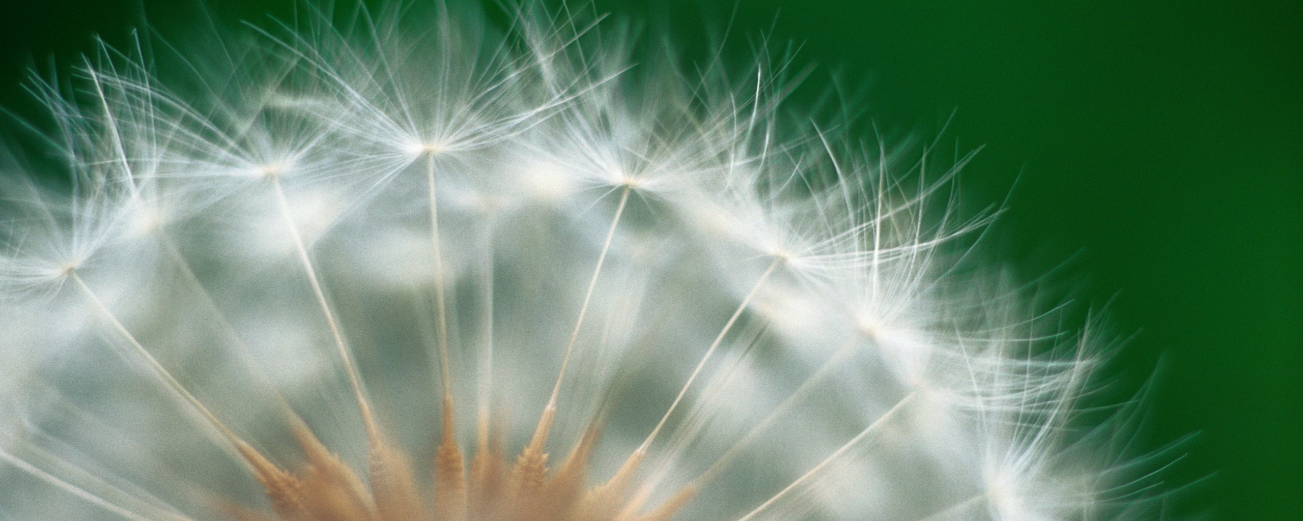 Макро фото одуванчика обои