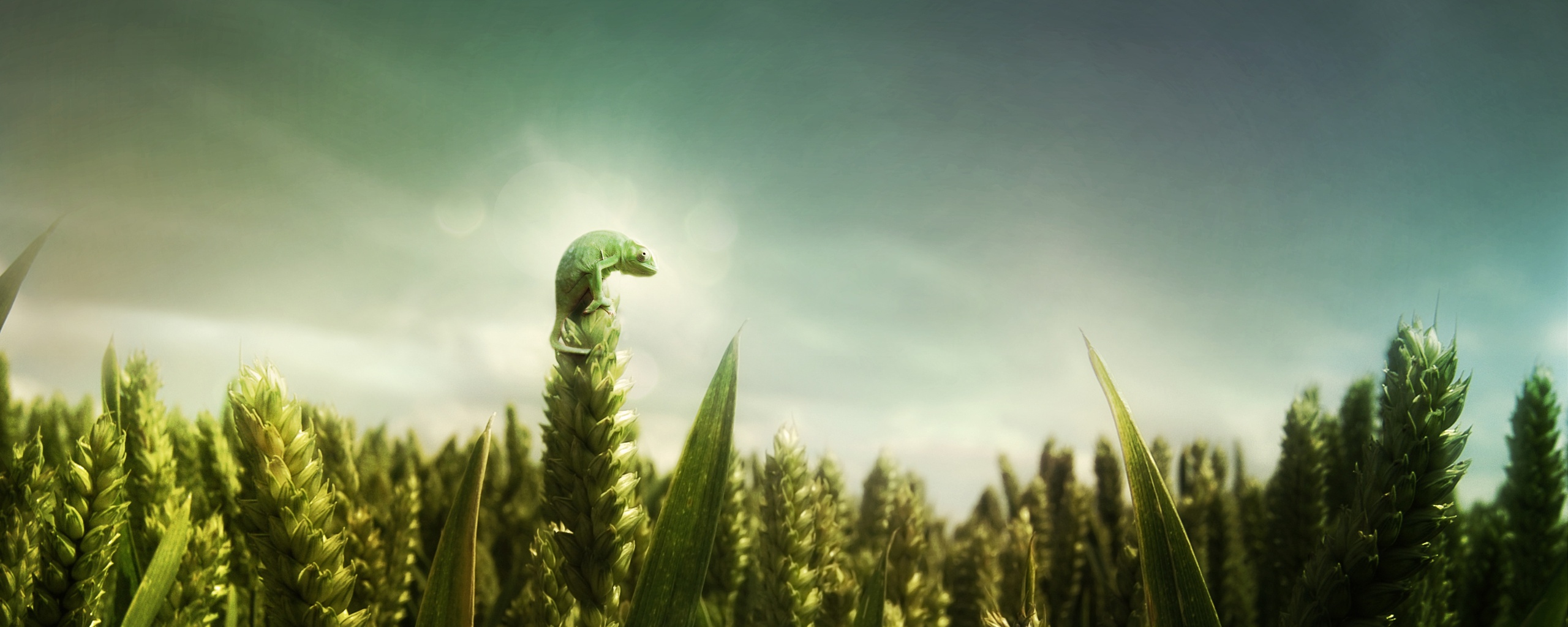 Маленький хамелеон на травинке обои