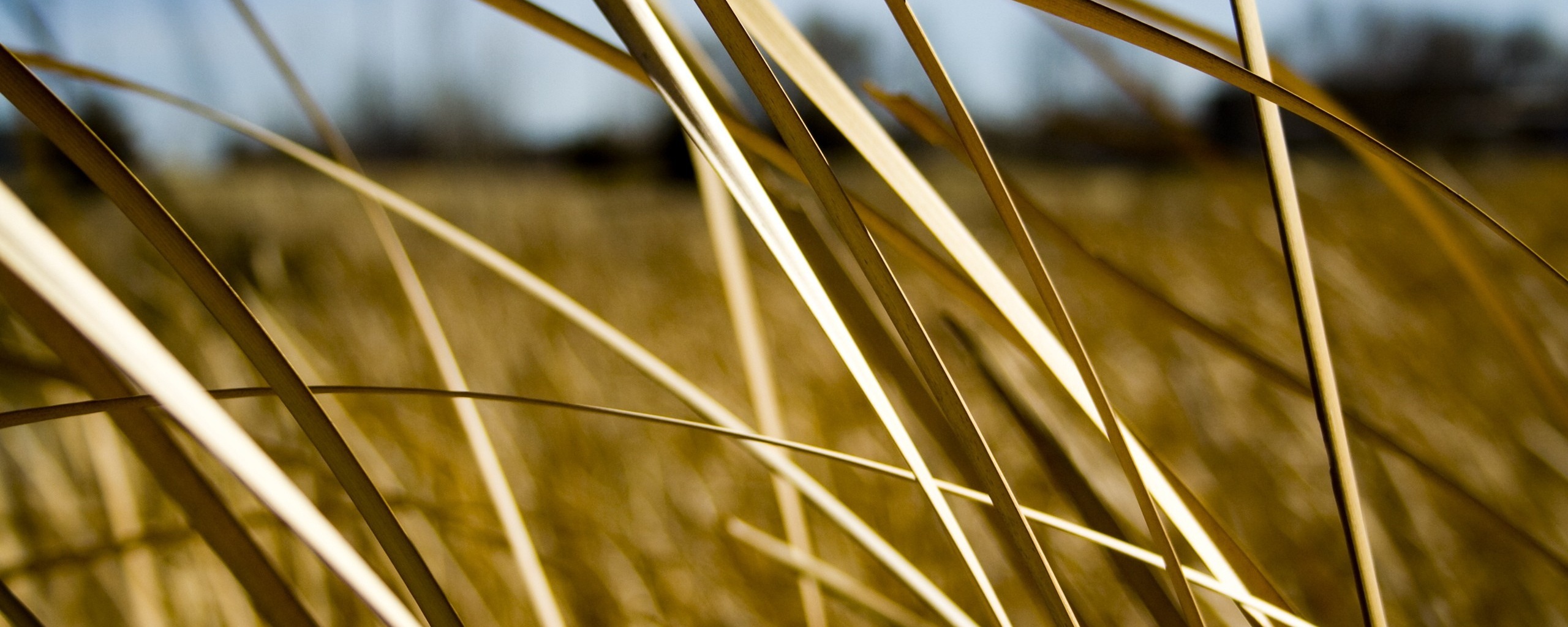 Желтая трава обои