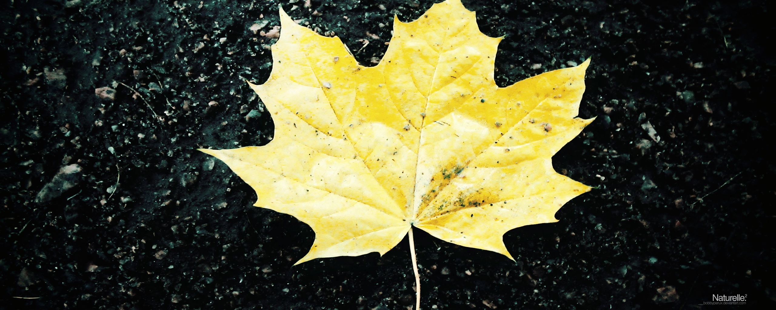 Желтый лист обои