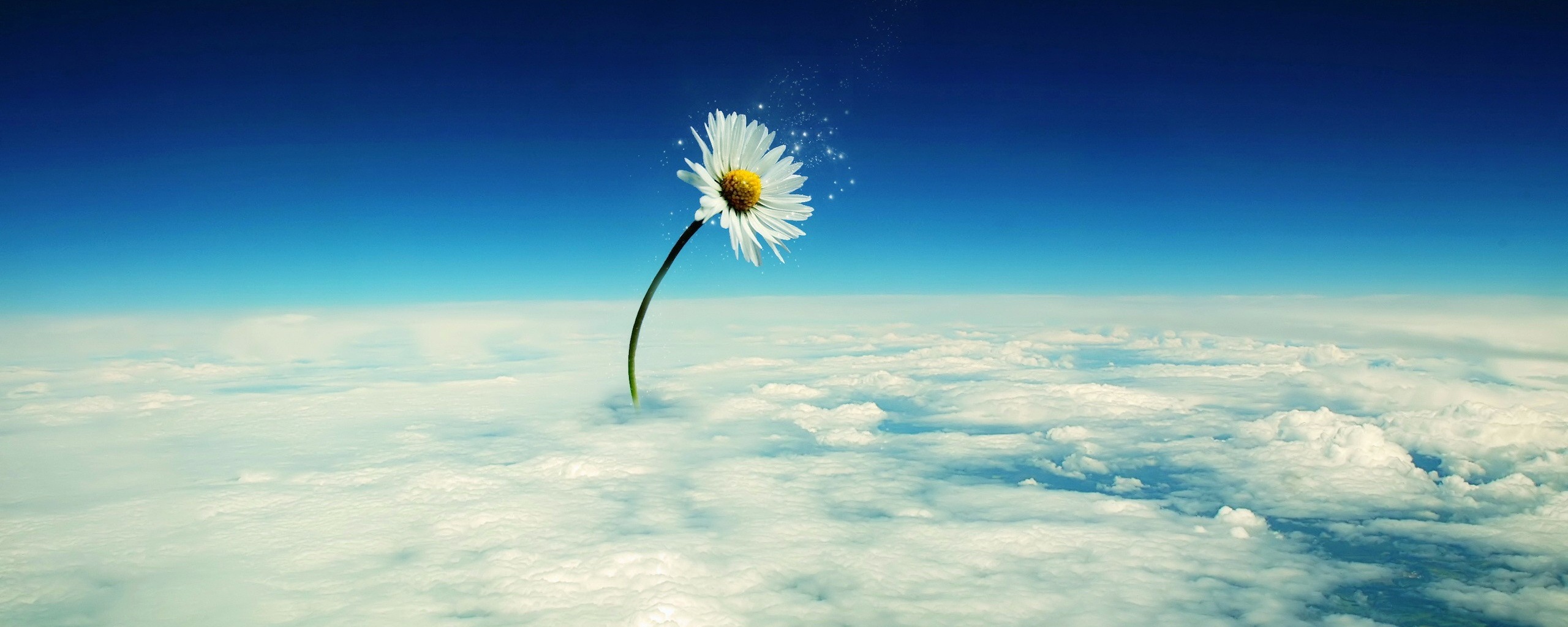 Ромашка в стратосфере обои