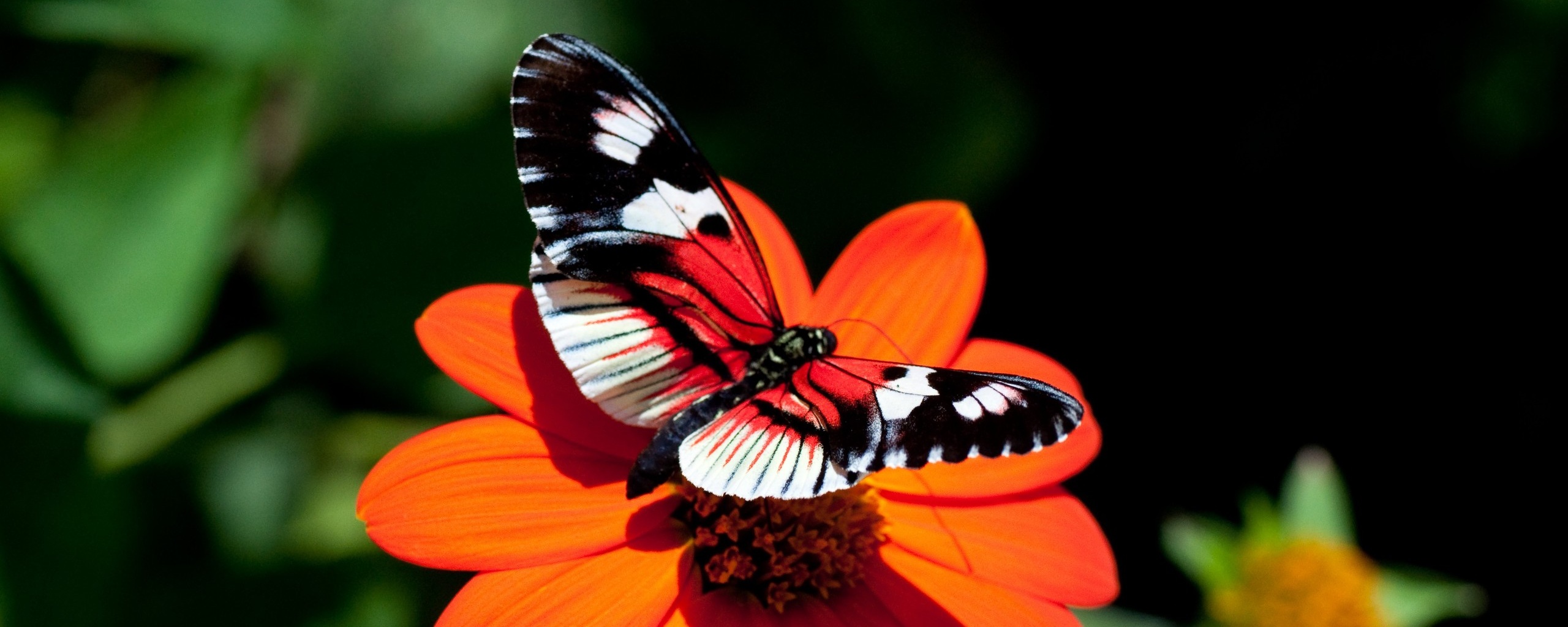 Бабочка на цветке обои