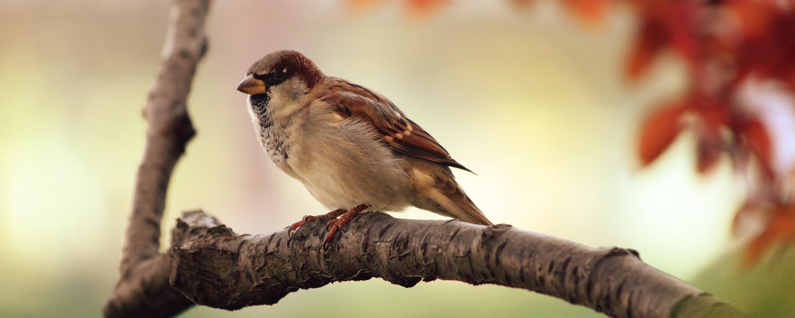 Птичка на ветке обои