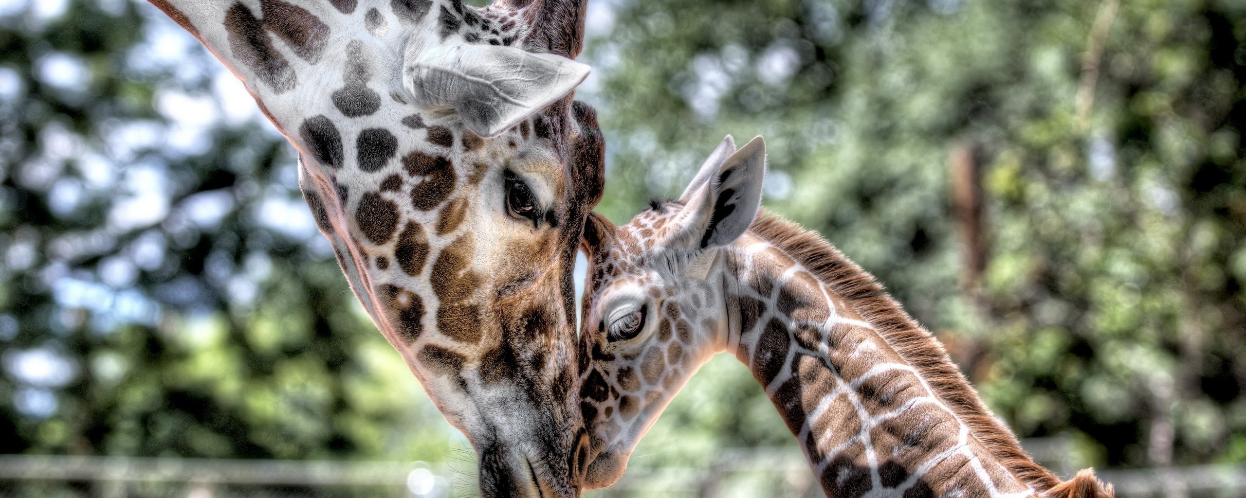 Жирафа и жирафёнок обои