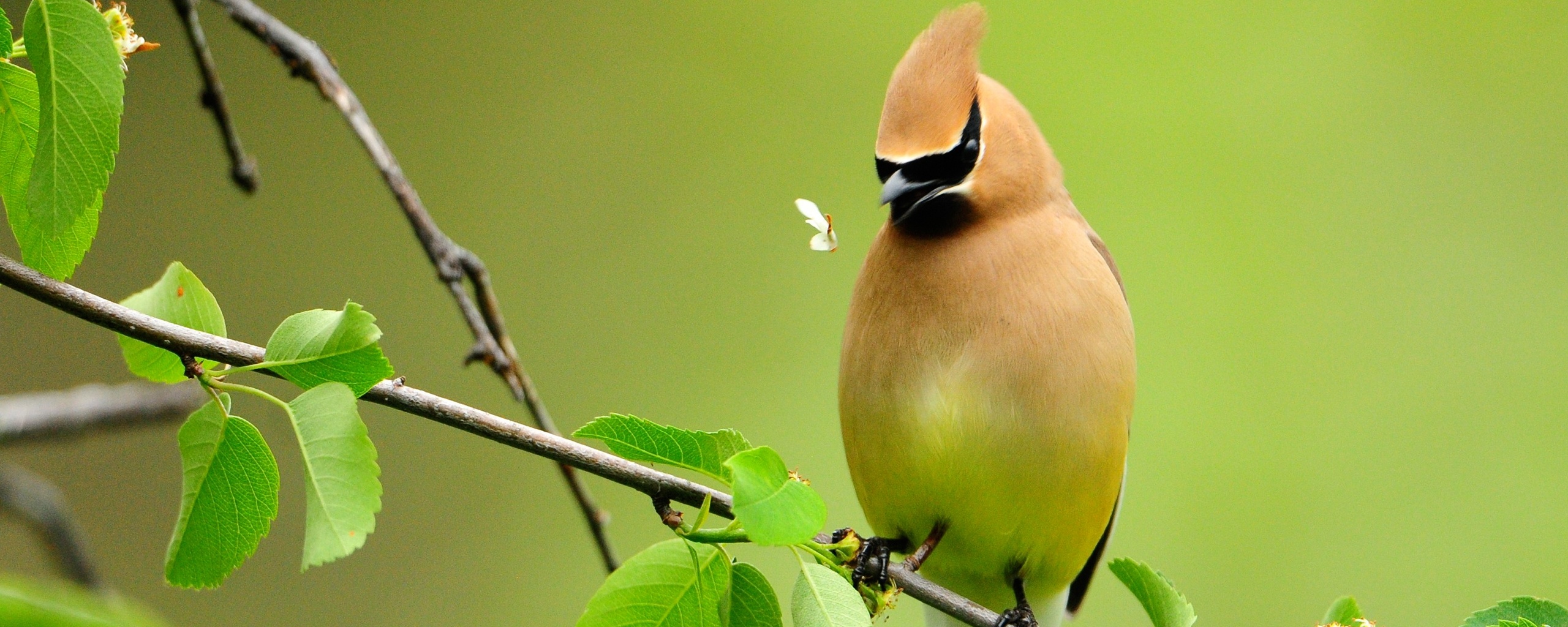 Оранжевая птичка обои