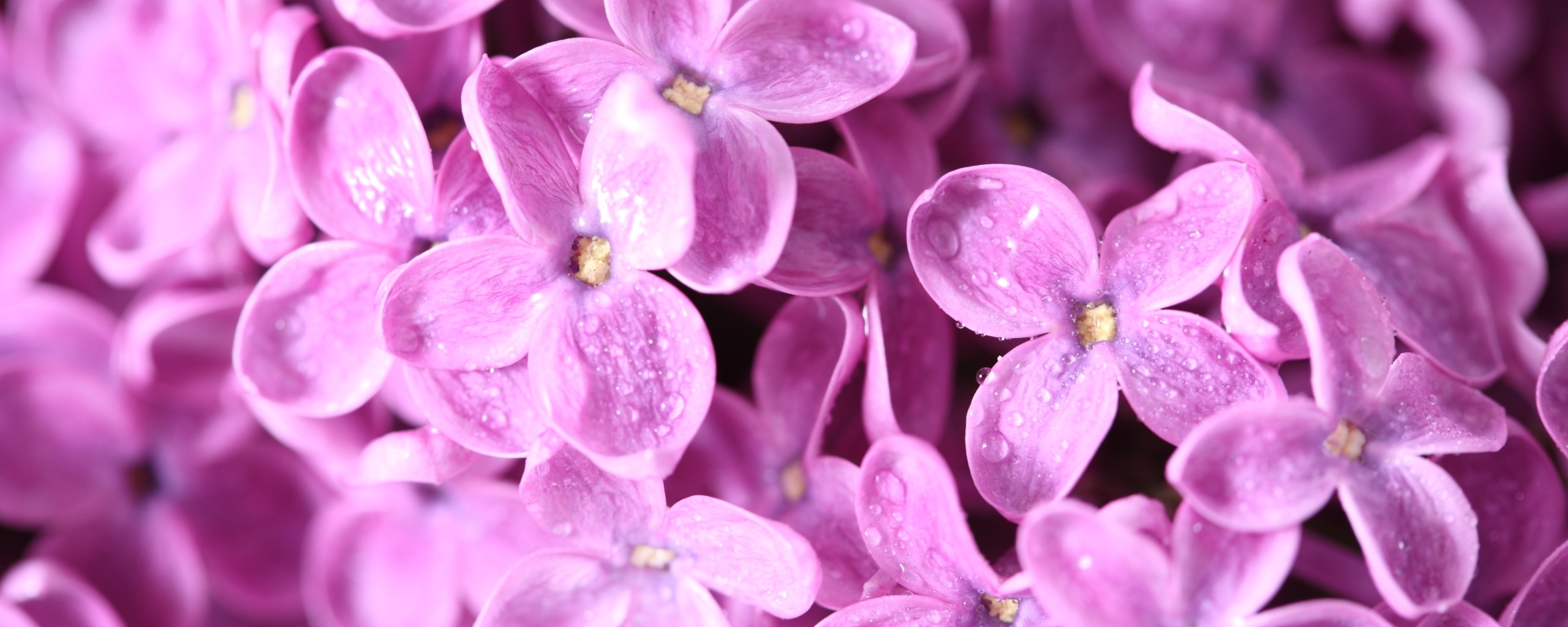 Цветы сирени обои