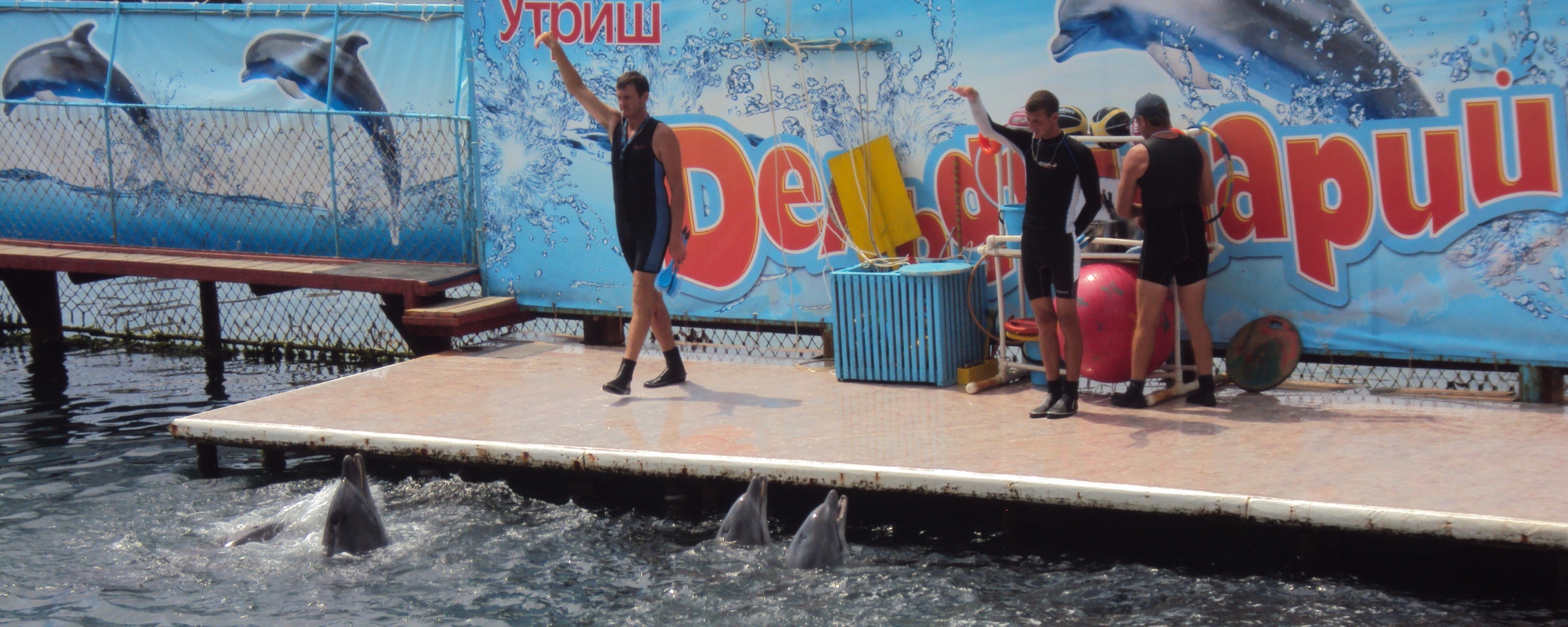 Утро в дельфинарии обои