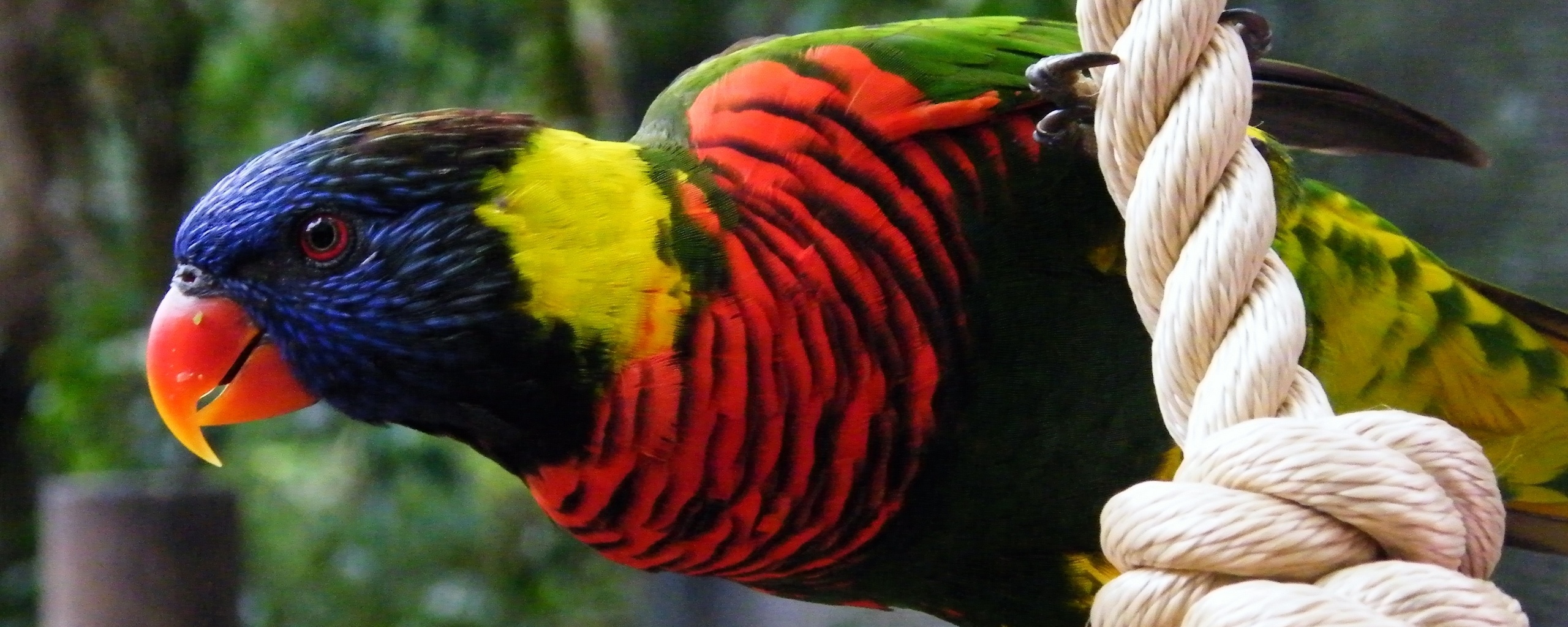 Попугай на канате обои