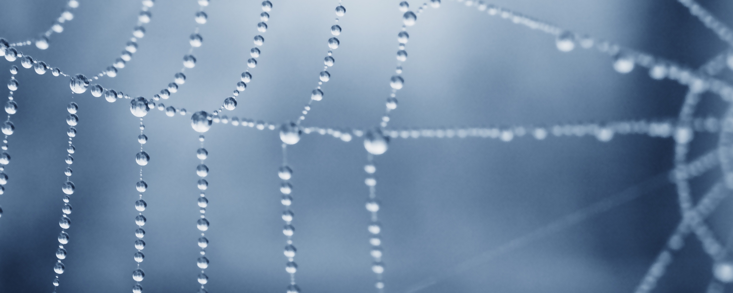 Капли росы на паутине обои
