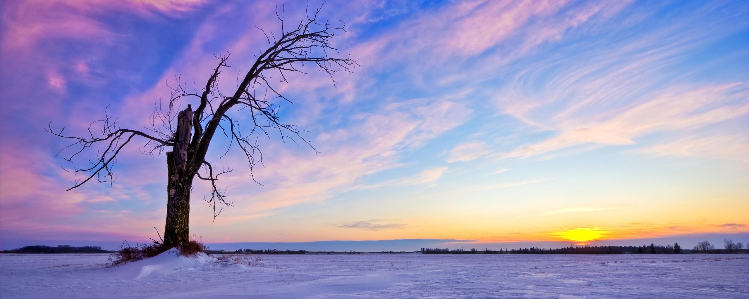 Сломанное дерево в снежной тундре обои