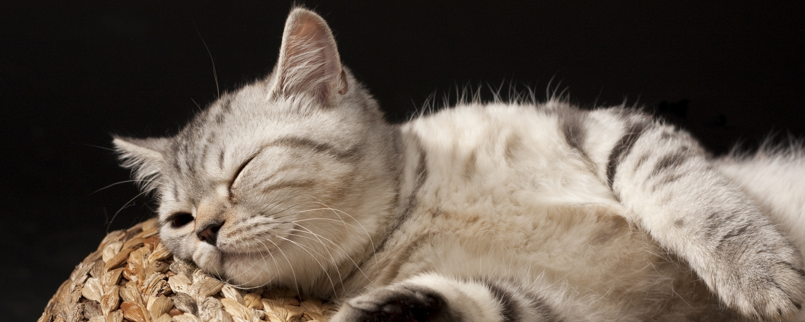 Пушистый кот спит на корзине обои