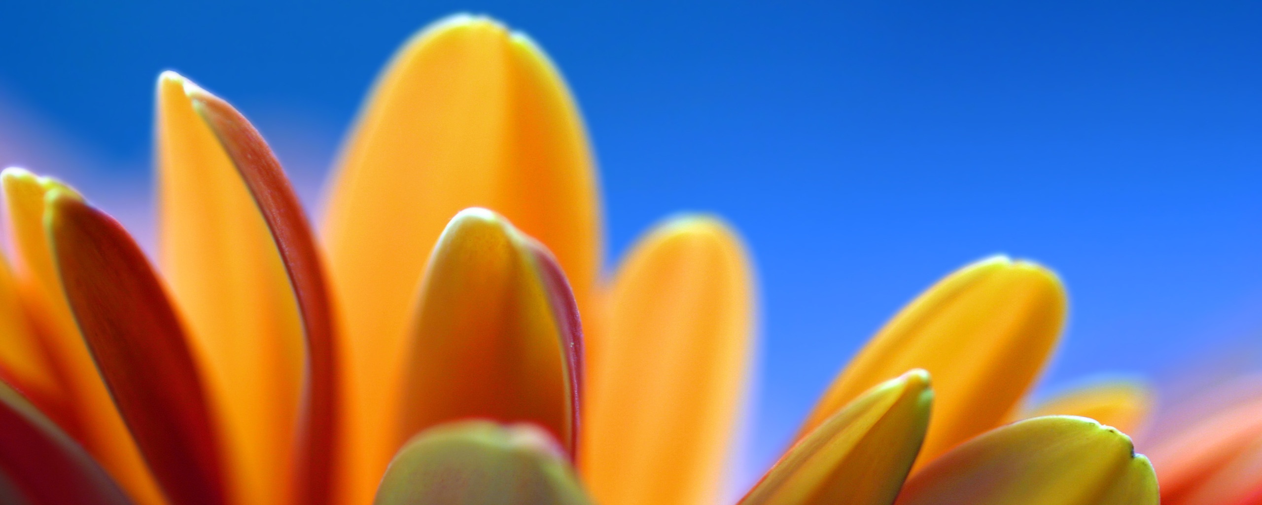 Лепестки хризантемы обои