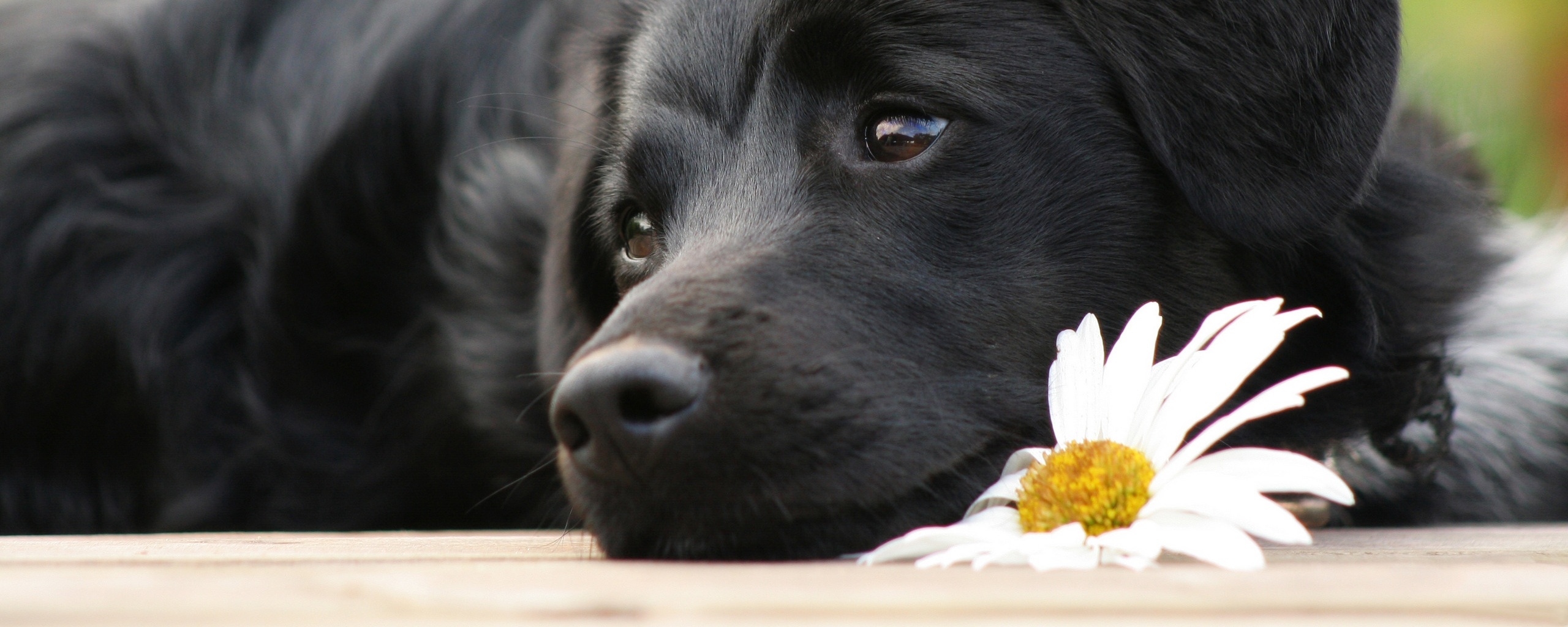 Собака с ромашкой обои