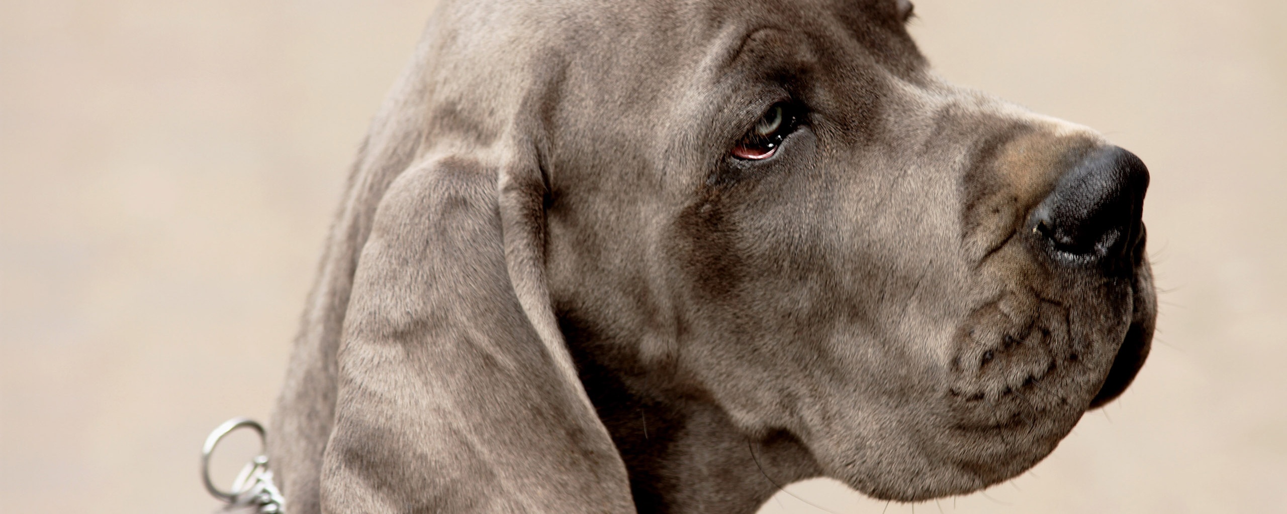 Грустная собака обои