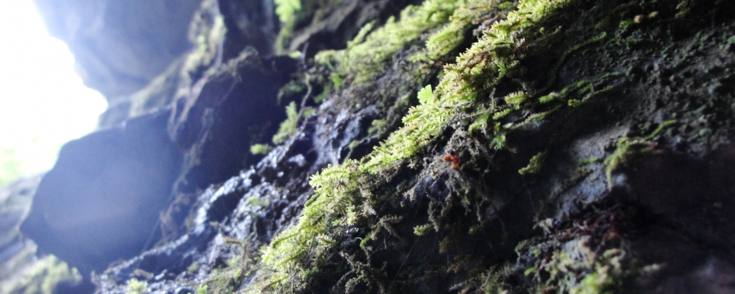 Мшистый камень обои