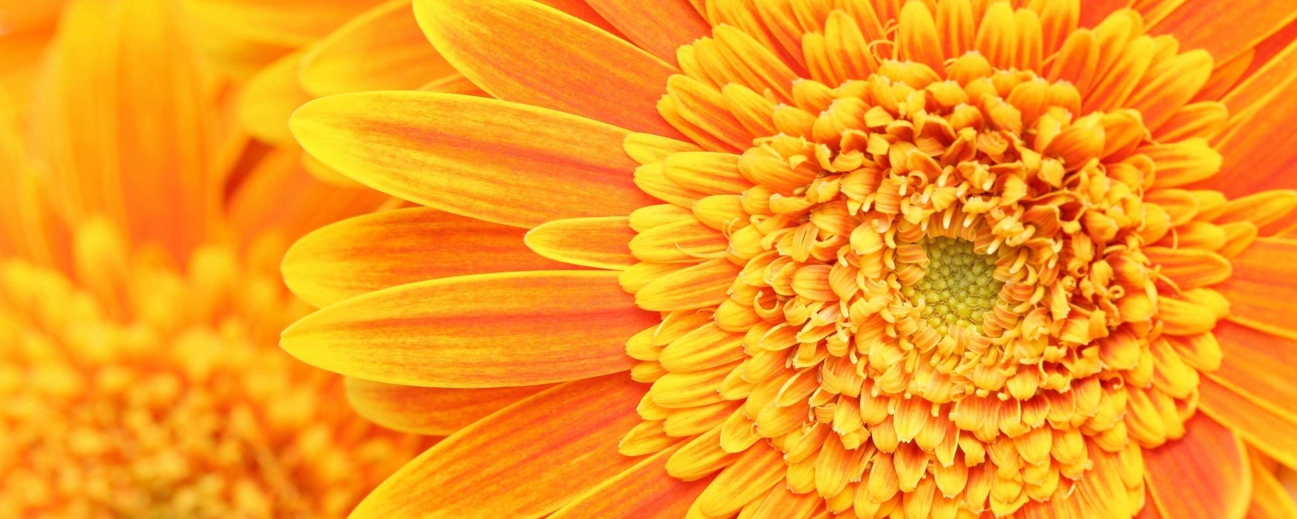 Большой оранжевый гербер обои