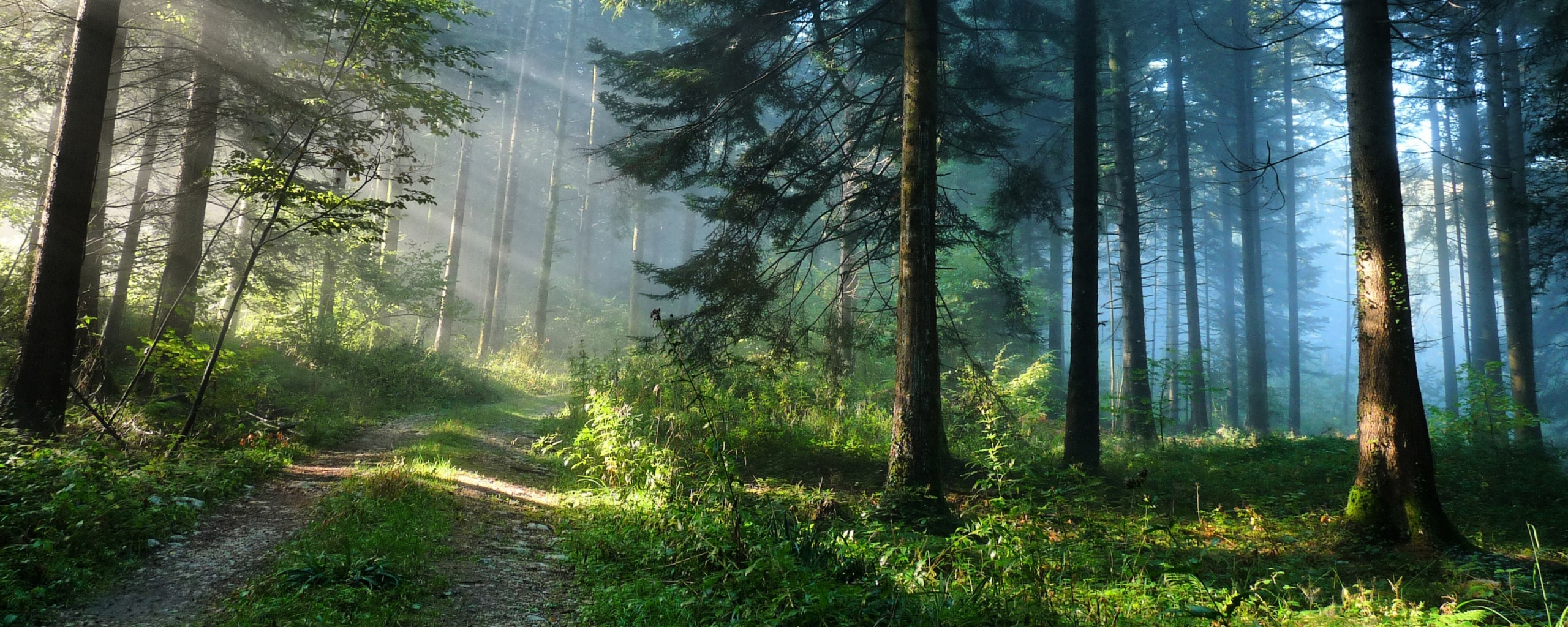 Тропа в лесу обои
