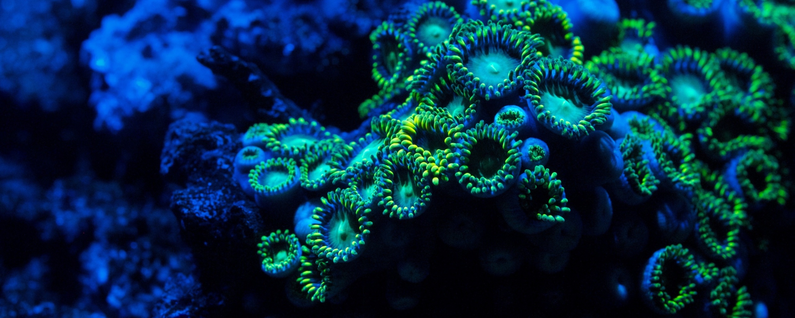 Морское дно обои