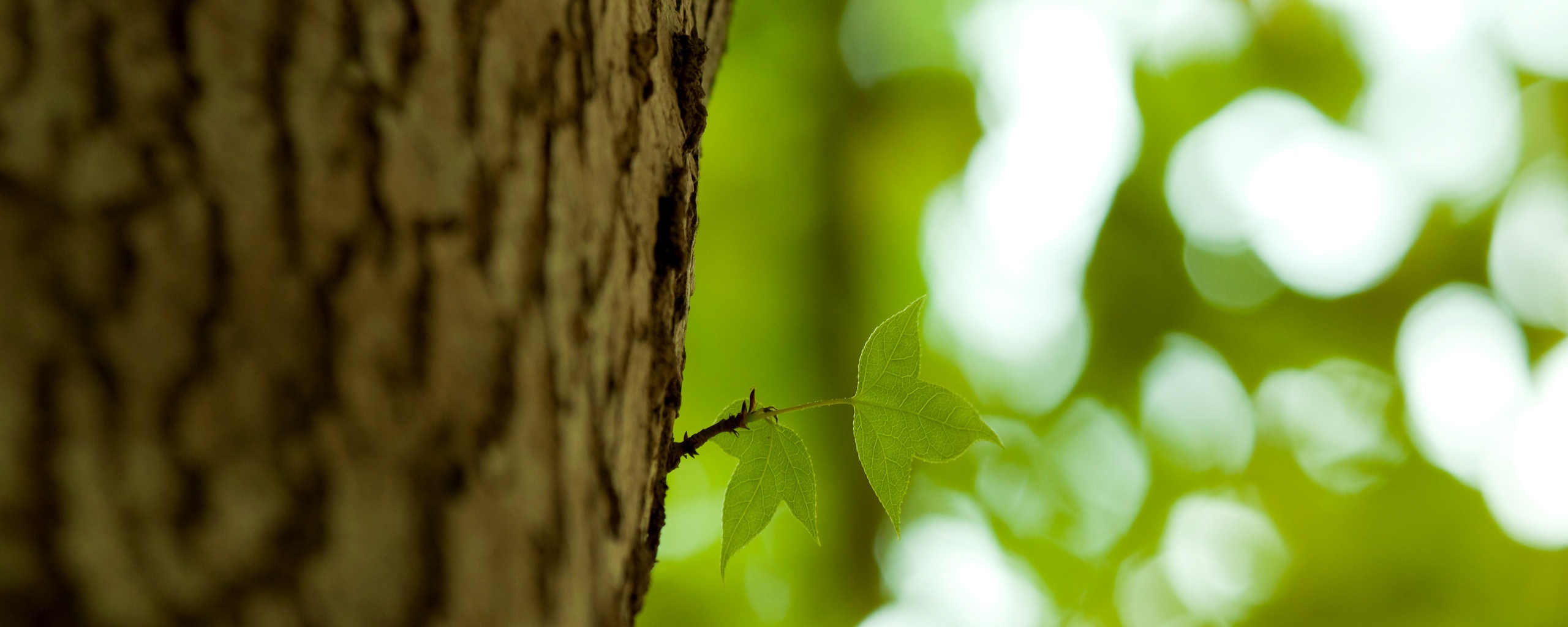 Листок на стволе дерева обои