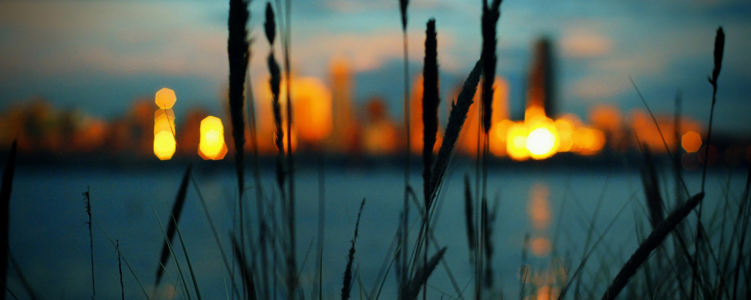 Камыш на фоне вечерних огней обои