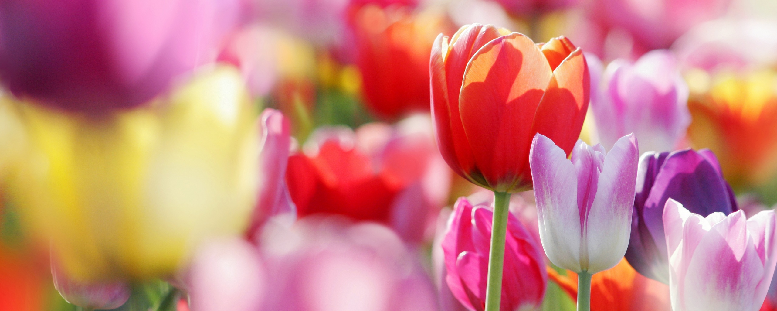 Красивые тюльпаны обои