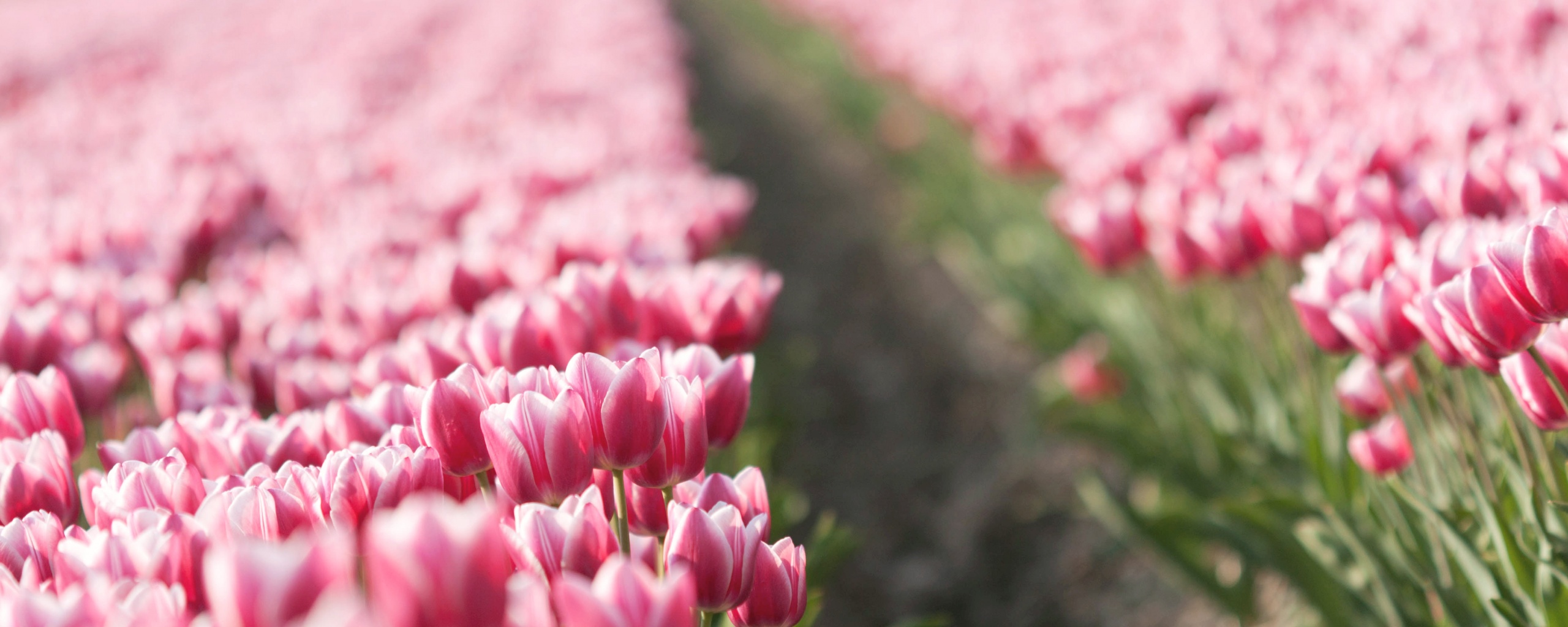 Тропинка в поле розовых тюльпанов обои