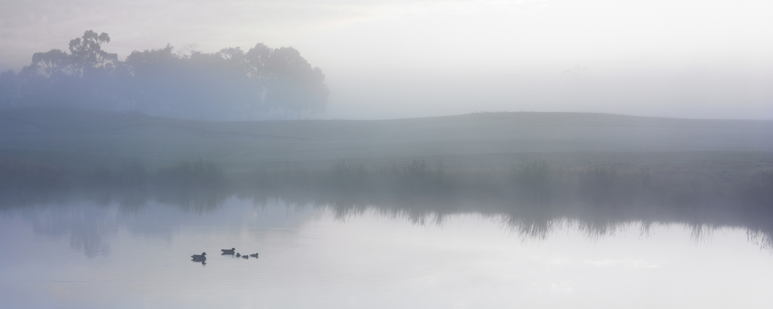 Ducks on a Misty Pond обои