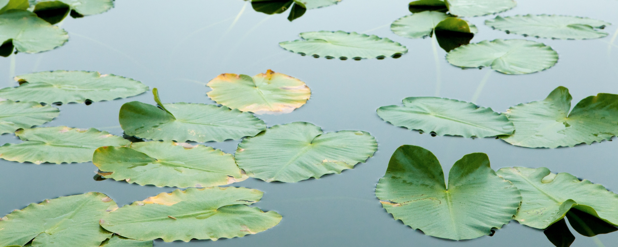 Плавающие листья обои