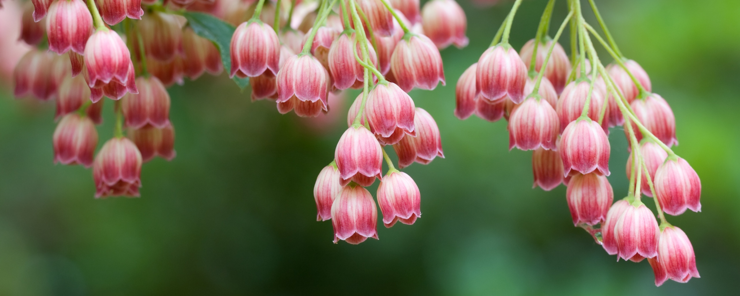 Красные колокольчики обои