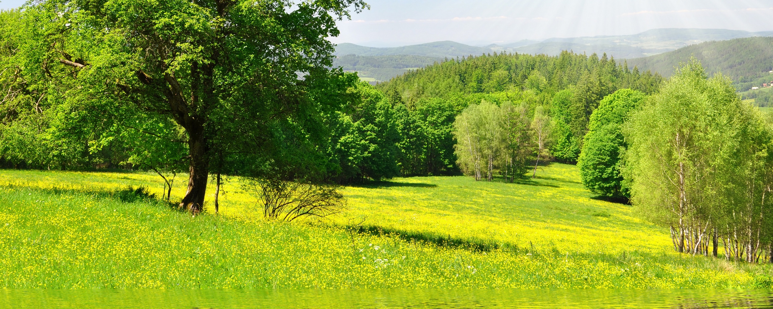 Дерево у воды обои