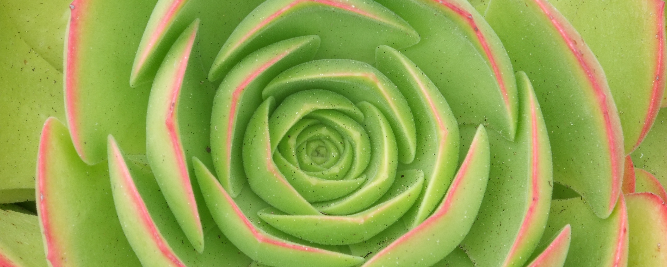 Зеленый цветок обои