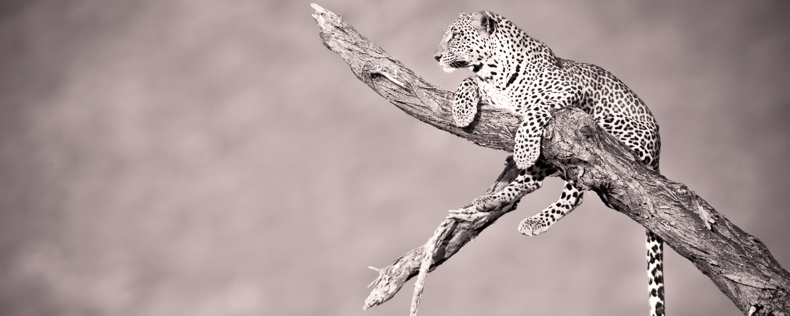 Ягуар на дереве обои