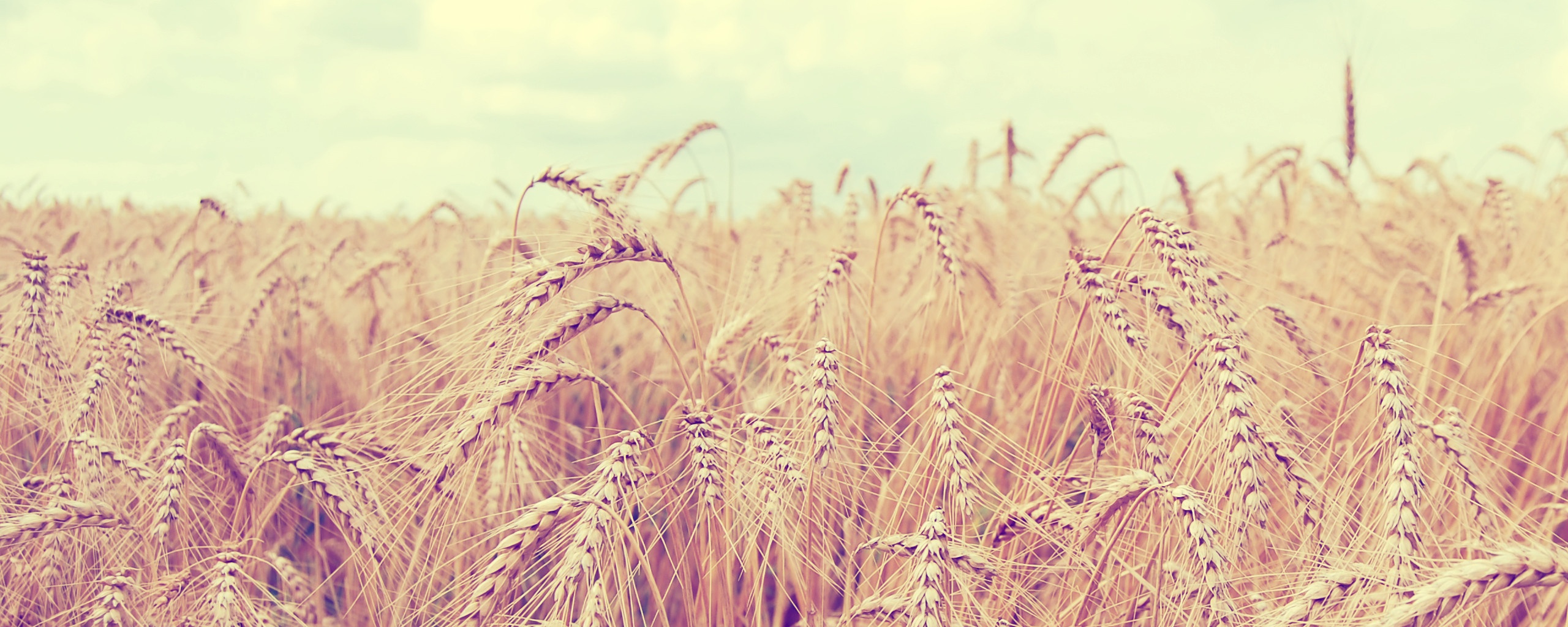 Поле колосьев обои