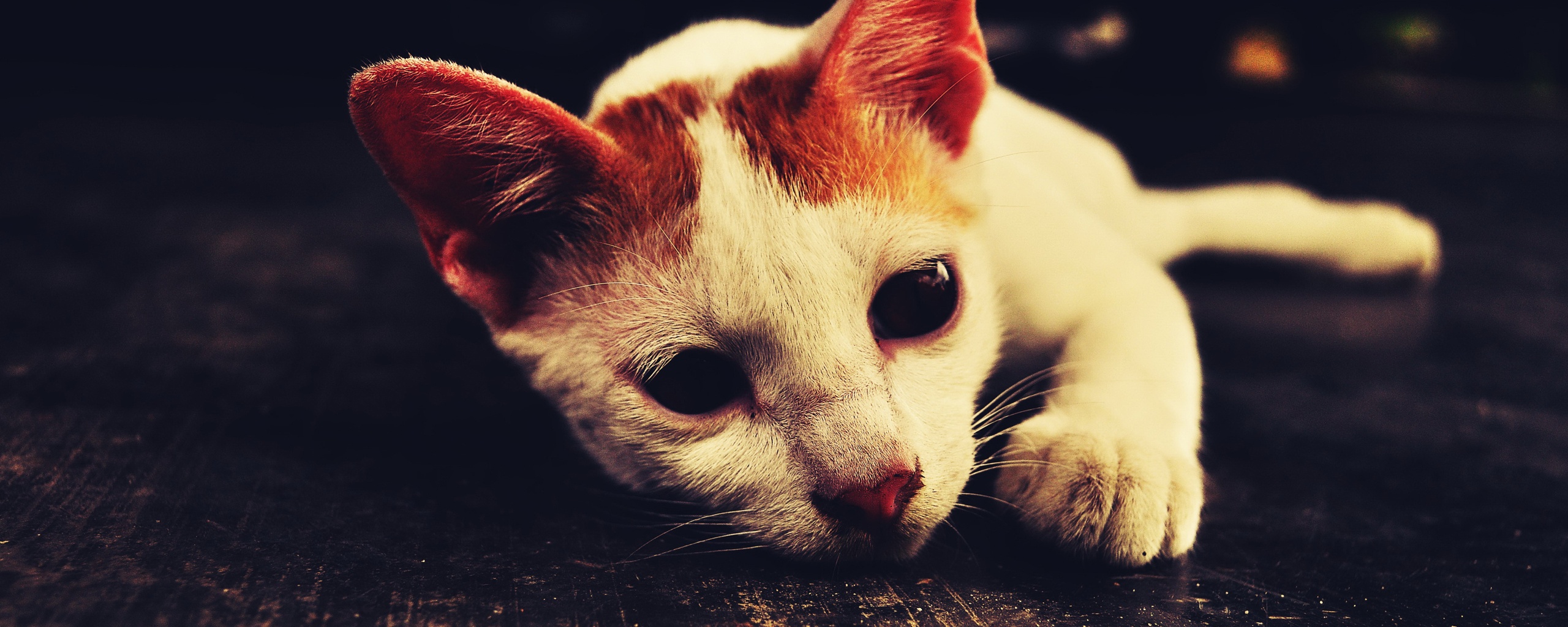 Белый кот на черном полу обои