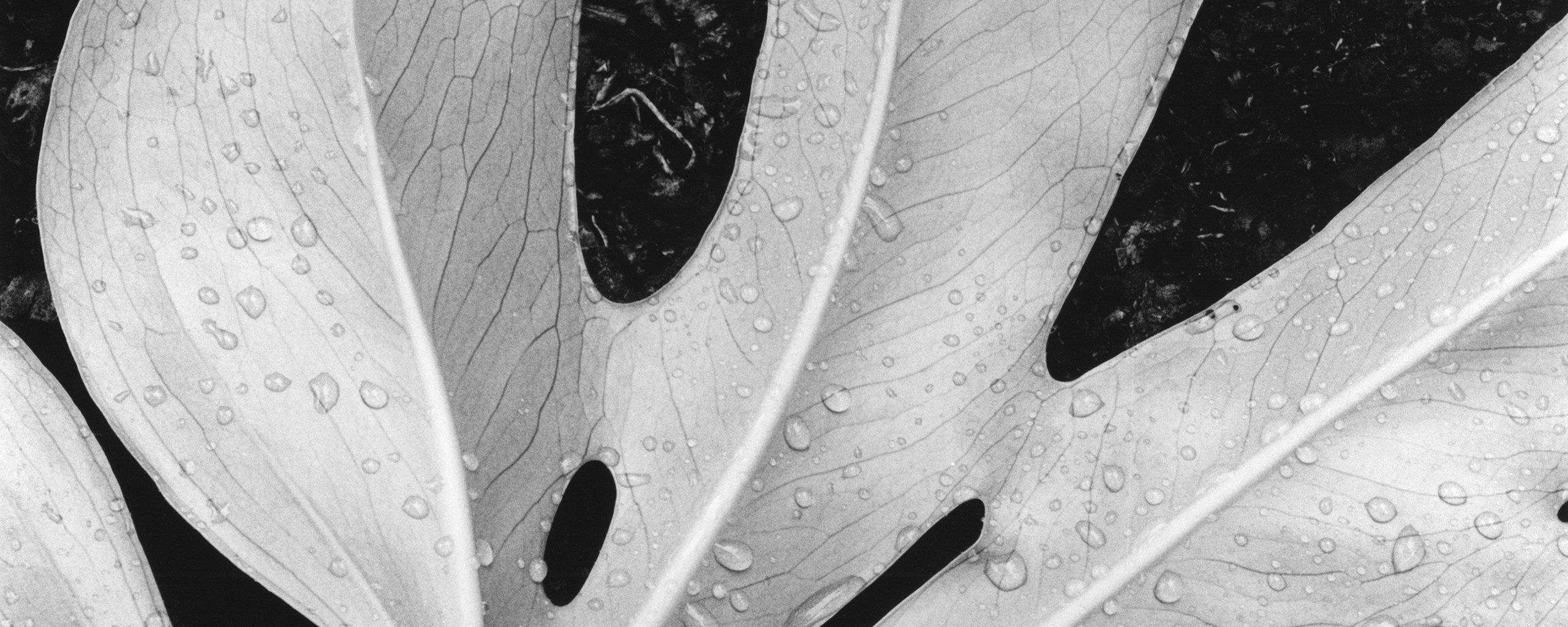 Белый лист обои