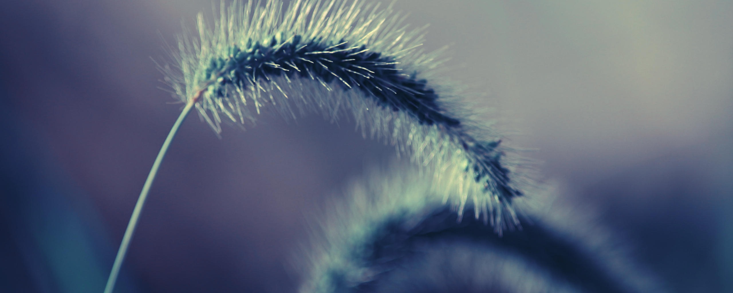 Травинка обои