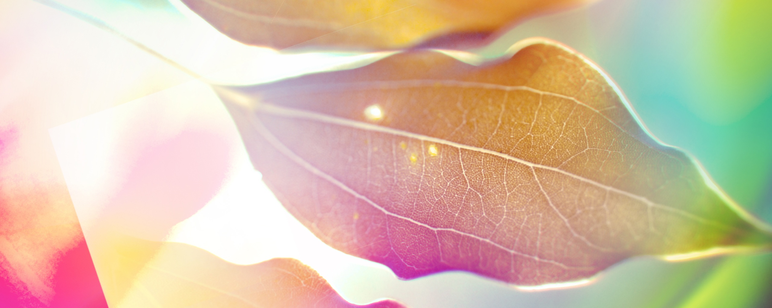 Радужные листья обои