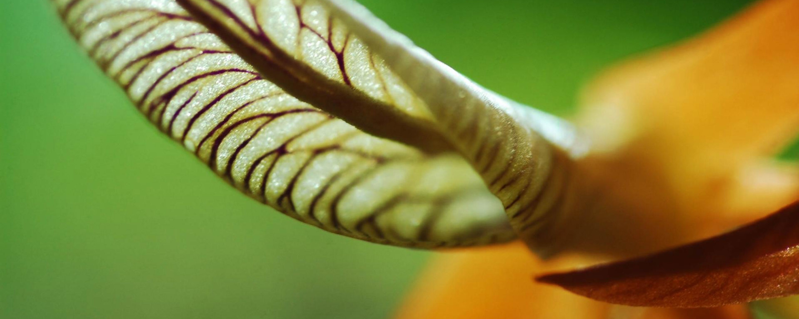 Сетчатый лист обои