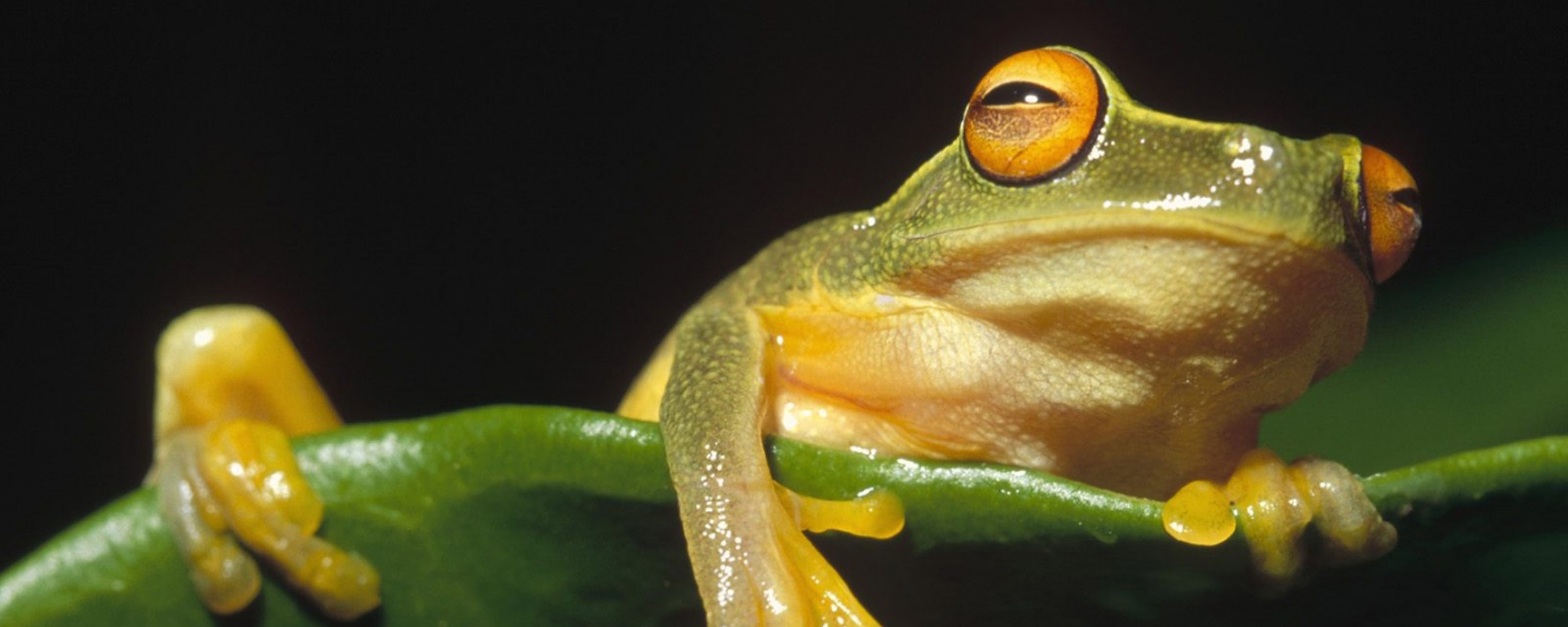 Лягушка на отдыхе обои