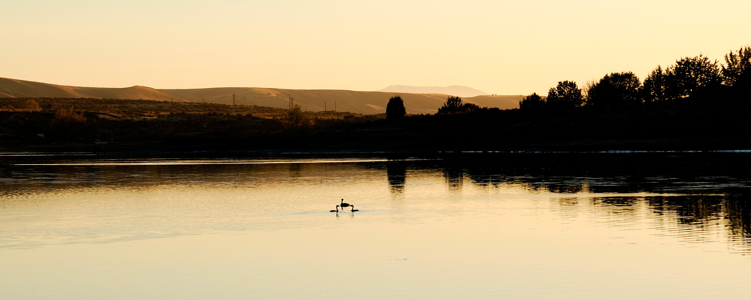 Утиное озеро обои