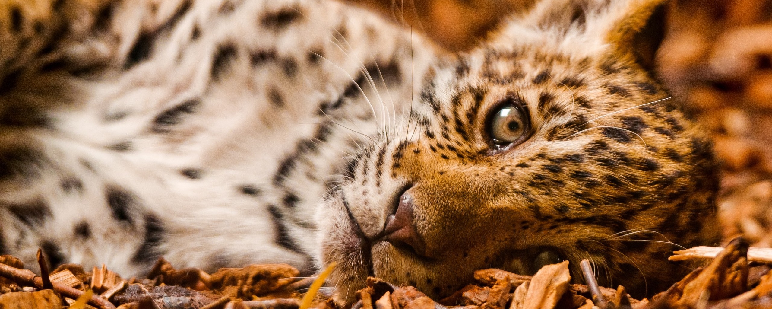 Гепард котенок обои